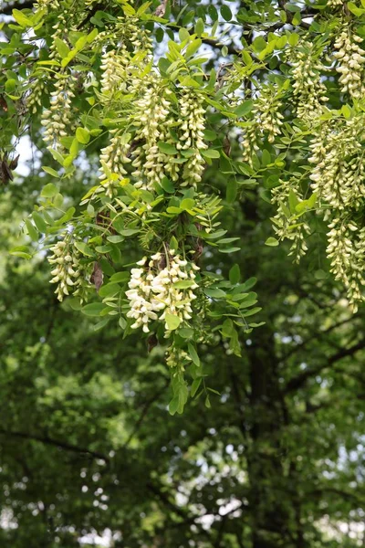 Aglomerados Flores Brancas Acácia Árvore — Fotografia de Stock