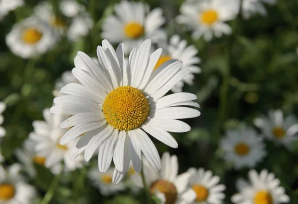 Vita Blommor Krysantemum Leucanthemum Växt — Stockfoto