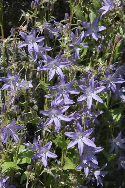 ライラの花を持つカンパヌラ ポルテンシュラギアナ植物 — ストック写真