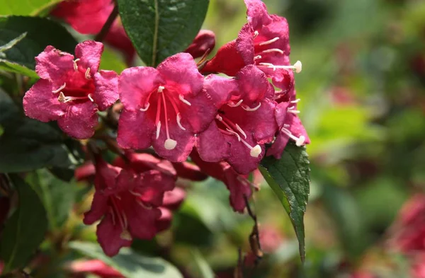 Weigela süs çalı kırmızı çiçekler