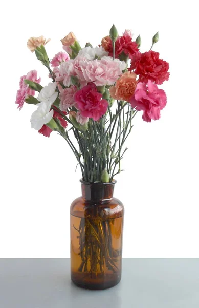 Posy Multicolor Carnations Close — Stock Photo, Image