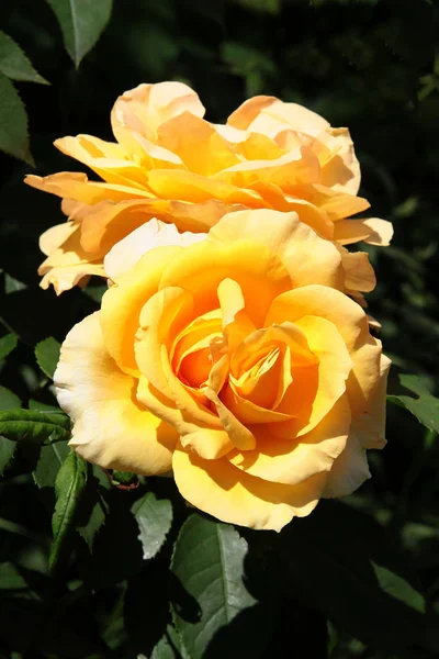 Rosa Amarilla Bonita Cerca —  Fotos de Stock