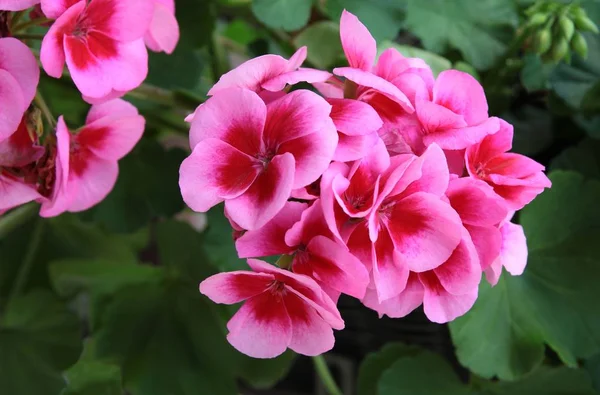 Flores Cor Rosa Roxo Gerânio Vaso Planta Perto — Fotografia de Stock