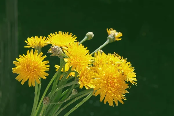 Gelbe Blüten Von Löwenzahnpflanzen Aus Nächster Nähe — Stockfoto