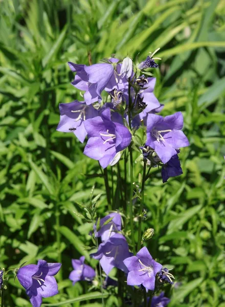 Lila Blüten Von Glockenblumen Einem Garten — Stockfoto