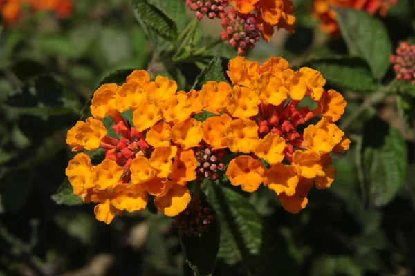 Fiori Rossi Arancioni Della Pianta Lantana Camara — Foto Stock