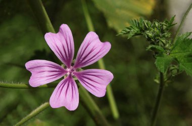 yabani bitki Malva silvestris lila çiçekleri