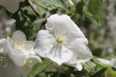 Crateagus çalı beyaz çiçekler yakın