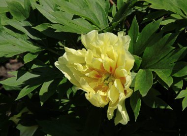 oryantal şakayık sarı çiçekler yakın