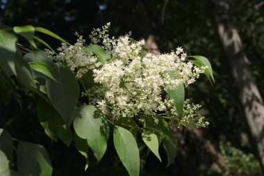 syringa pekinensis çalı beyaz çiçek kümesi