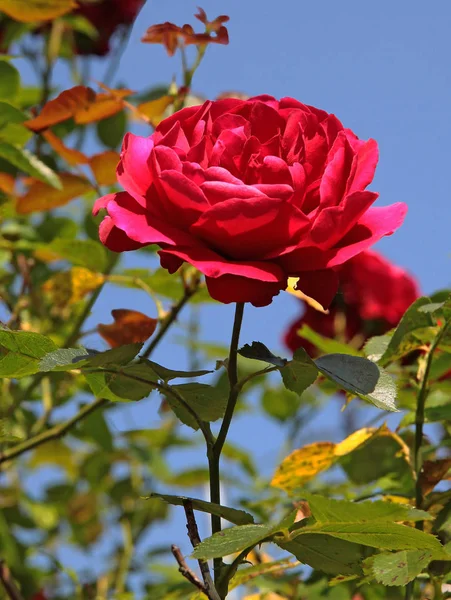 Hübsche Rote Rose Einem Garten — Stockfoto