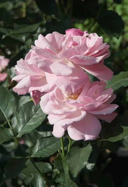 Rosa Vermelha Bonita Jardim — Fotografia de Stock