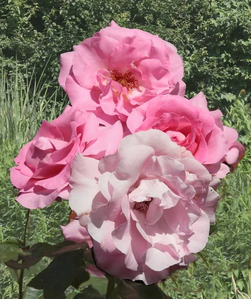 Jolie Rose Rouge Dans Jardin — Photo