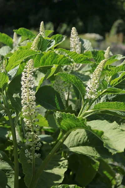 Vita Blommor Gemensamma Milkweed Anläggning Trädgård — Stockfoto