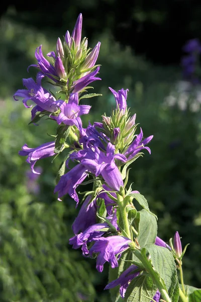 Purpurové Květiny Molucella Laevis — Stock fotografie