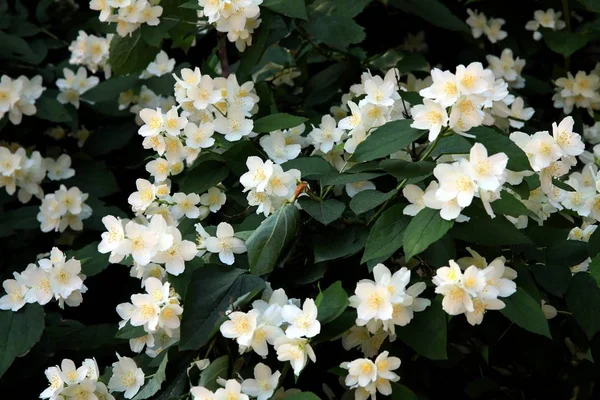 Летом Белые Ароматные Цветы Жасминового Куста — стоковое фото