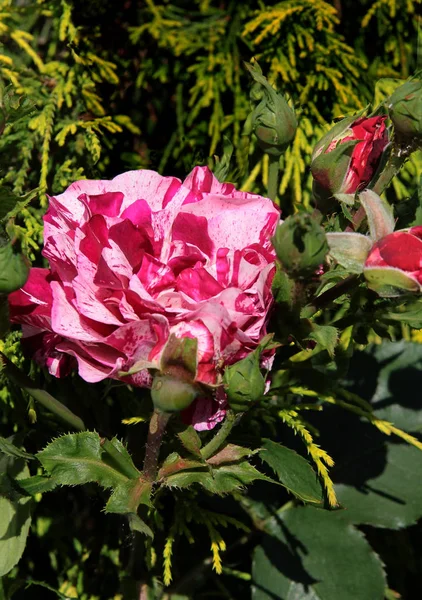 Rosa Rose Blühend Einem Garten — Stockfoto