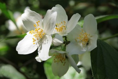 yasemin çalı beyaz, kokulu çiçek
