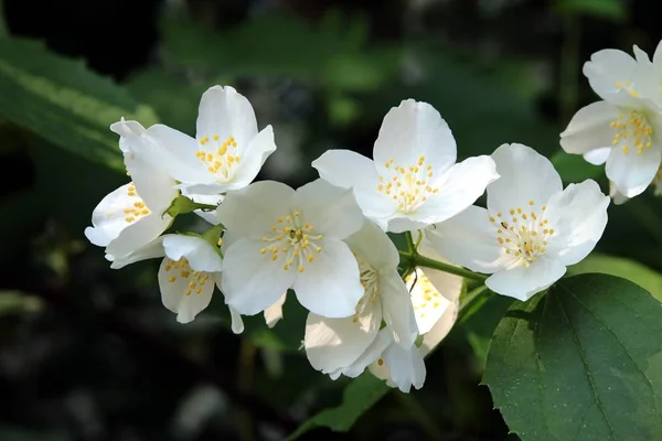 Flores Fragantes Blancas Jazmín Verano — Foto de Stock