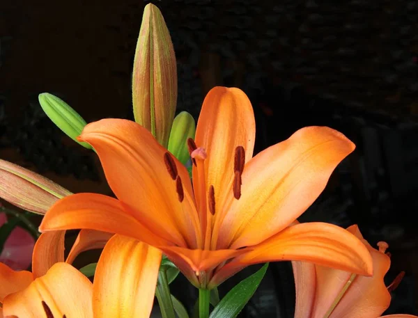 Оранжевые Цветы Коричневой Пыльцой Лилии — стоковое фото
