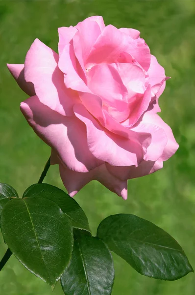 Bir Bahçede Açan Güzel Pembe Gül — Stok fotoğraf