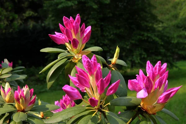 Ilkbaharda Kırmızı Çiçekler Rhododendron Çalı Tomurcukları — Stok fotoğraf