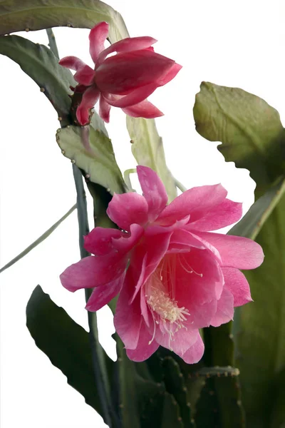 粉红色花与白色花粉的仙人掌盆栽植物 — 图库照片