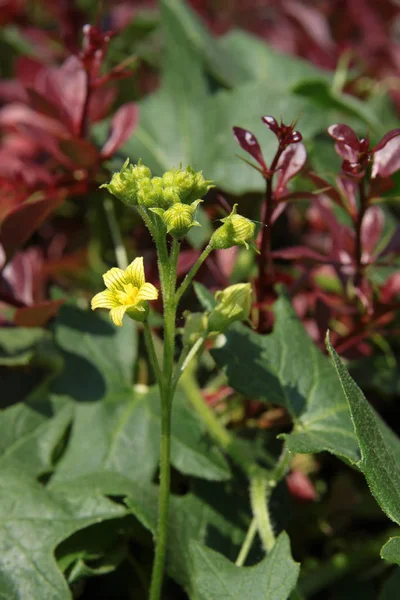 未知攀爬植物的黄色小花 — 图库照片