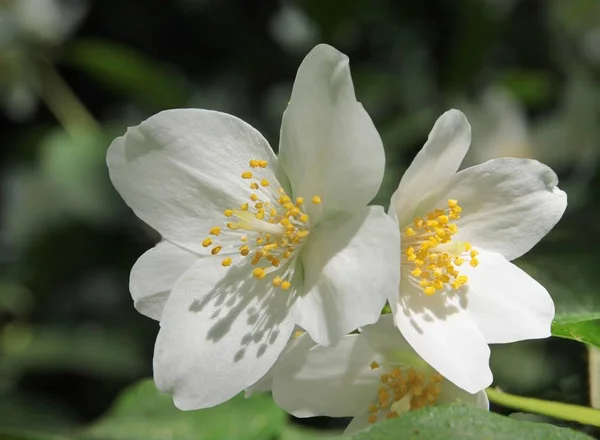Fehér Illatos Virág Jázmin Bokor — Stock Fotó