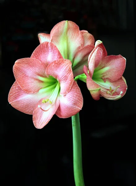 Mooie Roze Bloemen Van Amaryllis Ingegoten Plant Close — Stockfoto