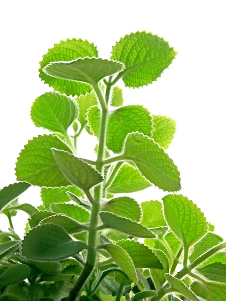 Green Fragrant Leaves African Mint Herb — Stock Photo, Image