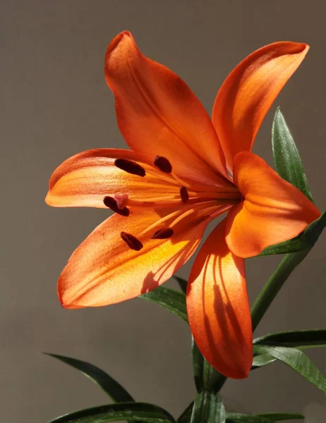 Fiore Arancione Pianta Giglio Vicino — Foto Stock