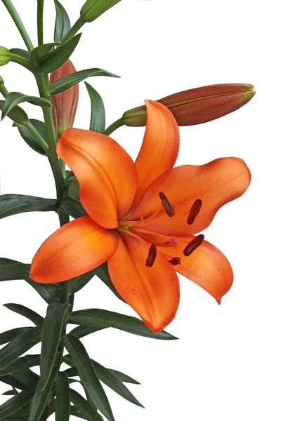 ユリ植物クローズアップのオレンジ色の花 — ストック写真
