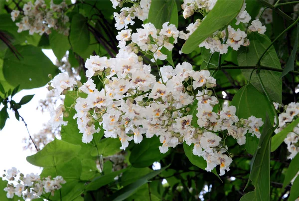Catalpa Árvore Com Flor Branca Parque Cênica — Fotografia de Stock