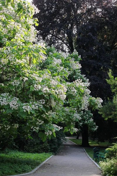 Catalpa Tree White Flower Park Scenic — Stock Photo, Image