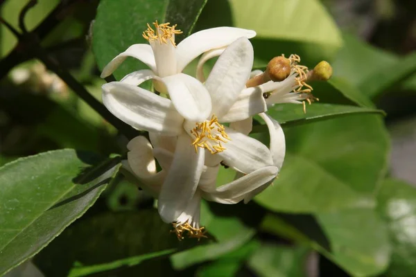 Цитрусовое Дерево Белые Цветы Закрыть — стоковое фото