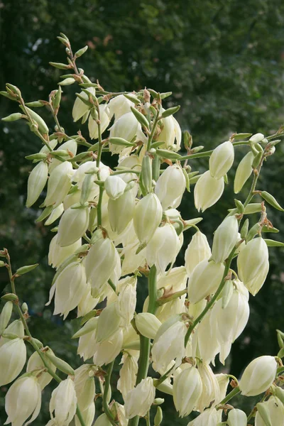 Λευκά Άνθη Της Γιούκα Φυτό Έναν Κήπο — Φωτογραφία Αρχείου