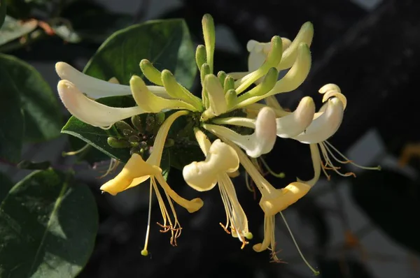 Żółte Kwiaty Wspinaczki Roślin Lonicera Periclymenum — Zdjęcie stockowe
