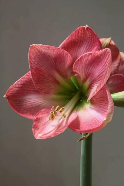 Fiore Rosso Amarillide Pianta Vaso Vicino — Foto Stock