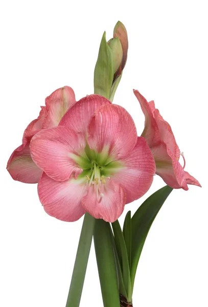 Rode Bloem Van Amaryllis Ingegoten Plant Close — Stockfoto