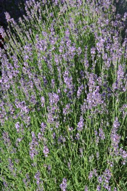 bir bahçede çiçek açan Lavand bitkiler