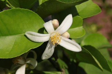 narenciye ağacının beyaz çiçeği 