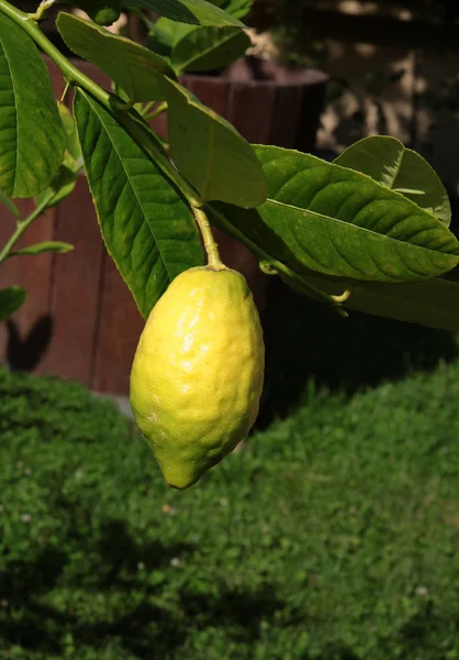 Плоды Лимона Дереве Саду — стоковое фото