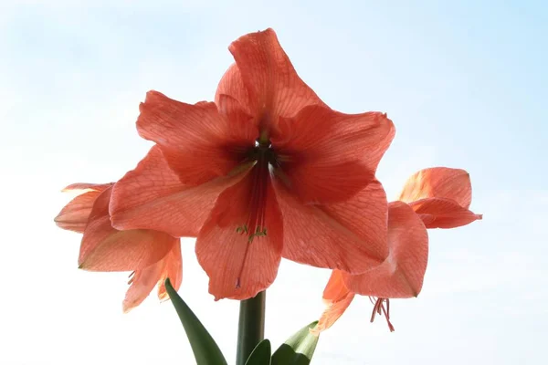 Amaryllis Saksı Bitkisinin Kırmızı Çiçekleri Yakın — Stok fotoğraf
