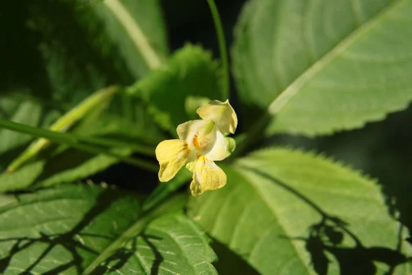 Small Yellow Flowers Impatiens Parviflora — стоковое фото