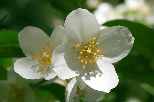 White Fragrant Flower Jasmine Bush — Stock Photo, Image