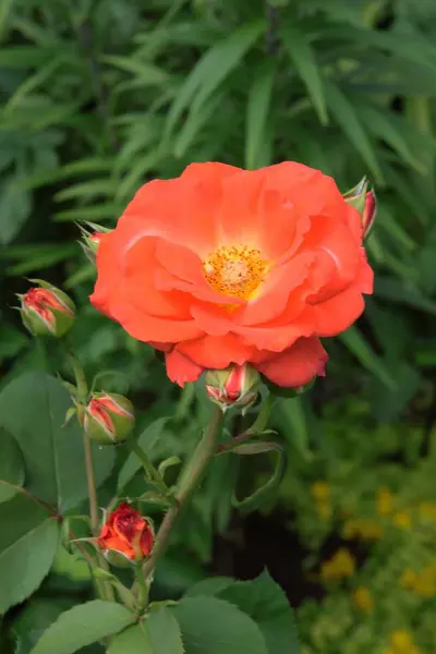 Rosas Naranjas Jardín — Foto de Stock