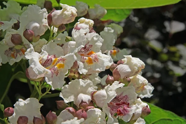 Całkiem Biały Wielokolorowe Kwiat Catalpa Drzewo Bliska — Zdjęcie stockowe