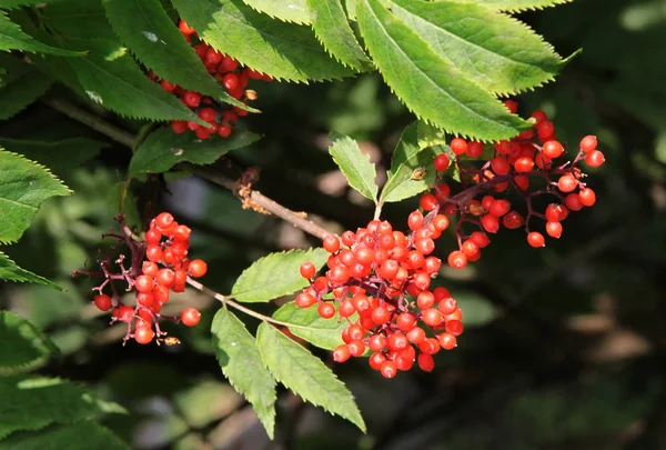 Red Fruits Red Elder Bush Close — Stock Photo, Image