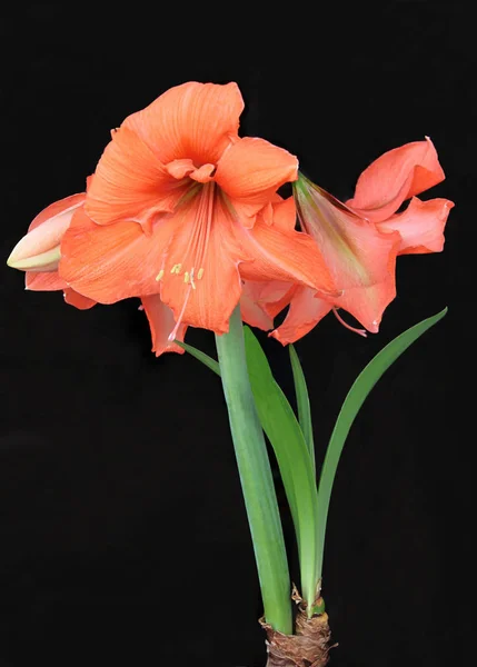 Amaryllis Saksı Bitkisinin Kırmızı Çiçekleri Yakın — Stok fotoğraf